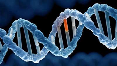 Những bí mật về hệ gene của con người